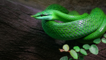 Картинка животные змеи +питоны +кобры змея пресмыкающиеся чешуйчатые хордовые
