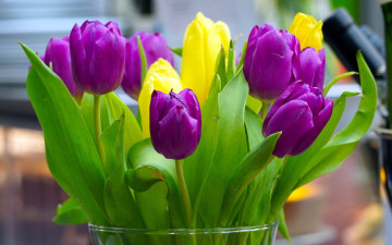 Картинка цветы тюльпаны букет лиловые желтые