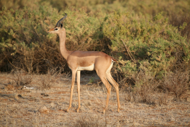 Обои картинки фото gerenuk, животные, антилопы, гаренук, антилопа, китопарнокопытные, полорогие, млекопитающие, гаренуки