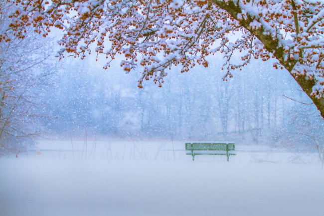 Обои картинки фото природа, парк, дерево, ягоды, снег, скамейка