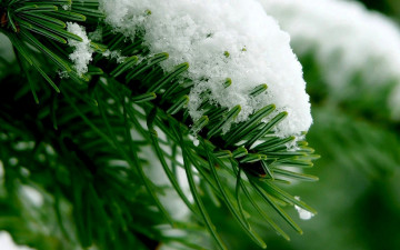 Картинка природа деревья ветка ёлка снег