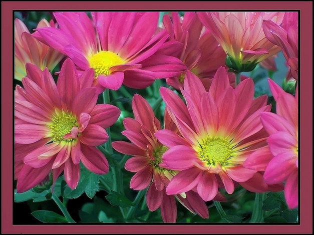 Обои картинки фото цветы, хризантемы