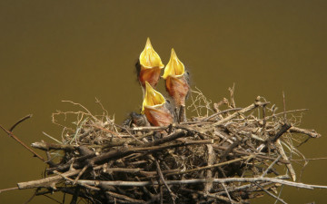 Картинка животные гнезда птиц