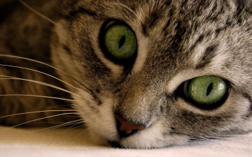 Картинка животные коты кошка морда усы зеленоглазая