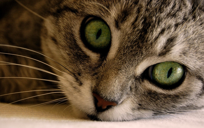 Обои картинки фото животные, коты, кошка, морда, усы, зеленоглазая