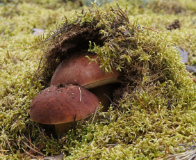 обоя природа, грибы, мох