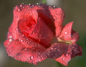 Картинка цветы розы макро капли роса