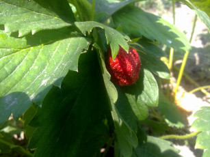 Картинка природа Ягоды ягодка