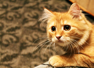 Картинка животные коты рыжий кот котэ