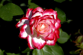 Картинка цветы розы красно-белый пестрый