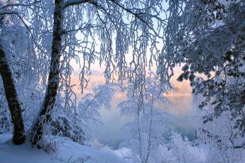 обоя природа, зима, деревья, снег, иней