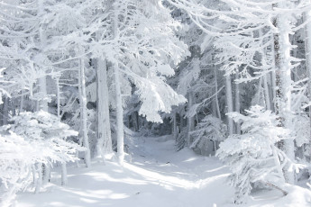 Картинка природа зима сказка снег лес