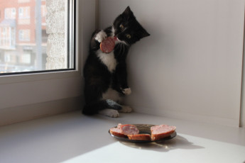 Картинка животные коты колбаса ситуация котёнок