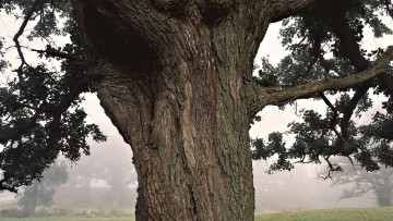Картинка природа деревья дерево