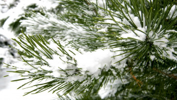 обоя снегу, природа, листья, в, снег