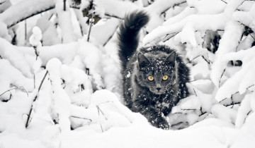 Картинка животные коты снег зима котэ