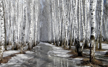 обоя природа, лес, снег, дедевья