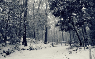 обоя природа, зима, лес