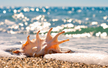 Картинка разное ракушки кораллы декоративные spa камни море песок