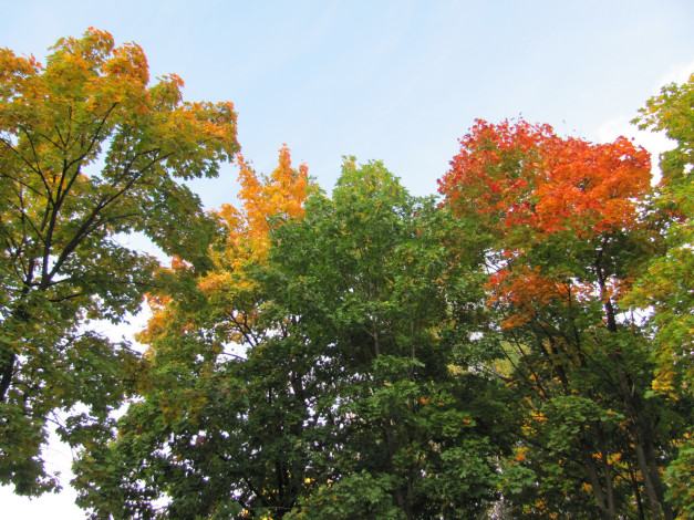 Обои картинки фото природа, деревья, осень, краски