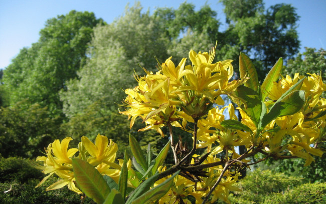 Обои картинки фото азалия, цветы, рододендроны, азалии, желтые