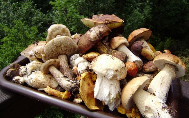 Обои картинки фото еда, грибы, грибные, блюда, ассорти