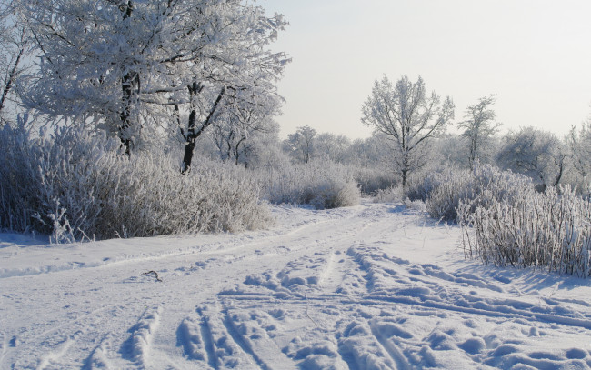 Обои картинки фото природа, зима, деревья, кусты, сне, иней