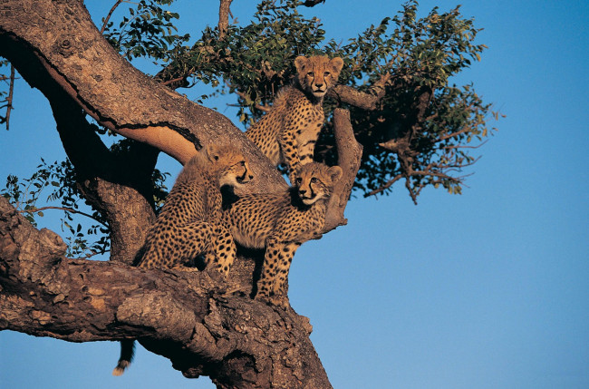 Обои картинки фото животные, гепарды, дерево, детёныши
