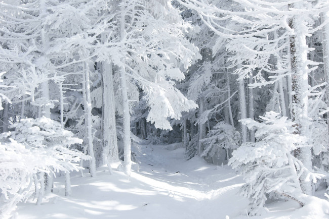 Обои картинки фото природа, зима, сказка, снег, лес