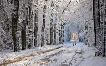 Картинка природа зима дорога