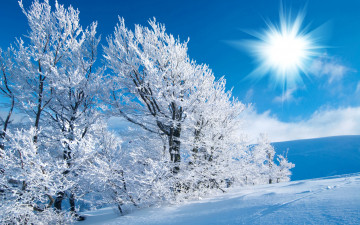 Картинка природа зима снег солнце деревья