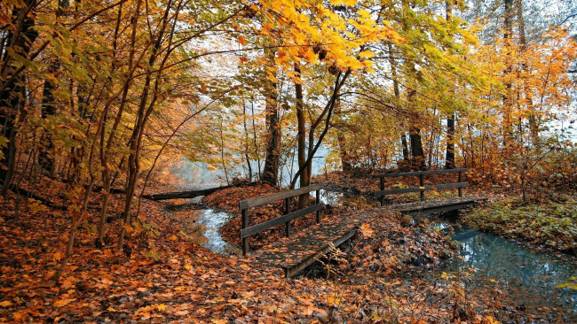 Обои картинки фото природа, реки, озера, речка, мостик, листва, осень