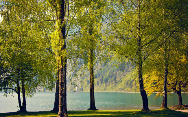 Обои картинки фото природа, реки, озера, деревья, река