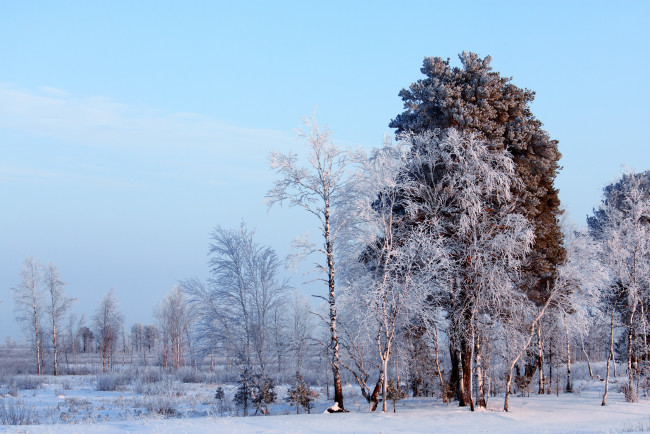 Обои картинки фото природа, зима, снег, деревья
