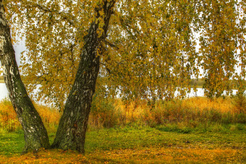 Картинка природа деревья береза осень