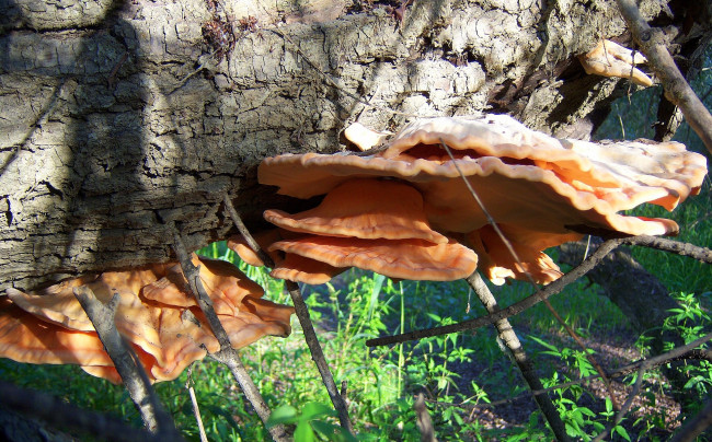 Обои картинки фото природа, грибы, оранджевые