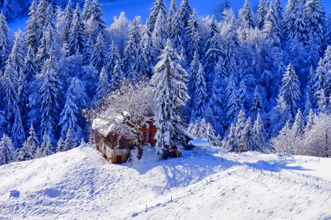 Обои картинки фото природа, зима, ели, снег, домик