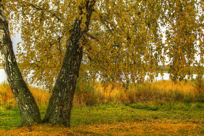 Обои картинки фото природа, деревья, береза, осень