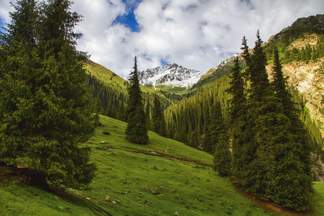 Обои картинки фото кыргыстан ущелье алтын арашан, природа, пейзажи, киргизия, трава, ущелье, горы, ели