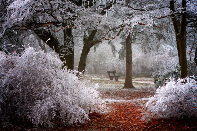 Обои картинки фото природа, зима, скамейка, ветки, иней, деревья