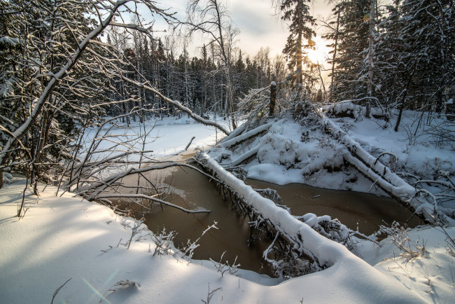 Обои картинки фото природа, зима, деревья, снег