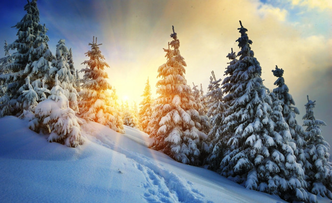 Обои картинки фото природа, зима, солнце, деревья, горы, снег, лес, облака, карпаты, следы