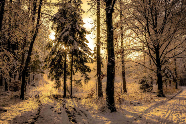 Обои картинки фото природа, лес, деревья, закат, зима