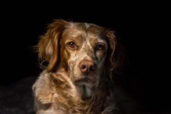 Картинка животные собаки пёс