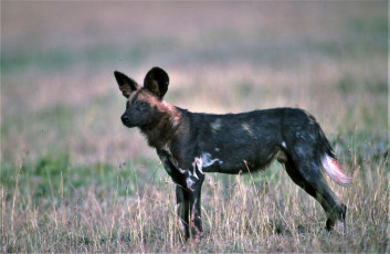 Картинка животные гиены +гиеновые+собаки саванна трава гиеновая собака