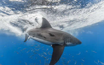Картинка животные акулы море рыба акула