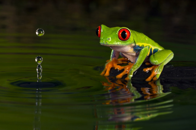 Обои картинки фото животные, лягушки, капли, вода, зеленая, лягушка