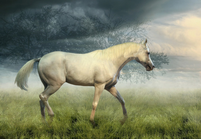 Обои картинки фото животные, лошади, трава, туман, лошадь