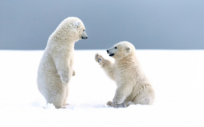 Обои картинки фото белый полярный медведь,  медвежата, животные, медведи, белый, медвежата, медвежонок, полярный, медведь, хищники, медвежьи, млекопитающие, снег, мороз, льды, шерсть, когти, пасть, клыки
