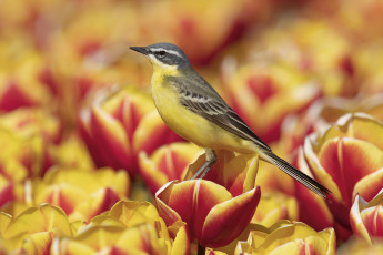 Картинка животные -+другое цветы птица желтые тюльпаны красные иволга